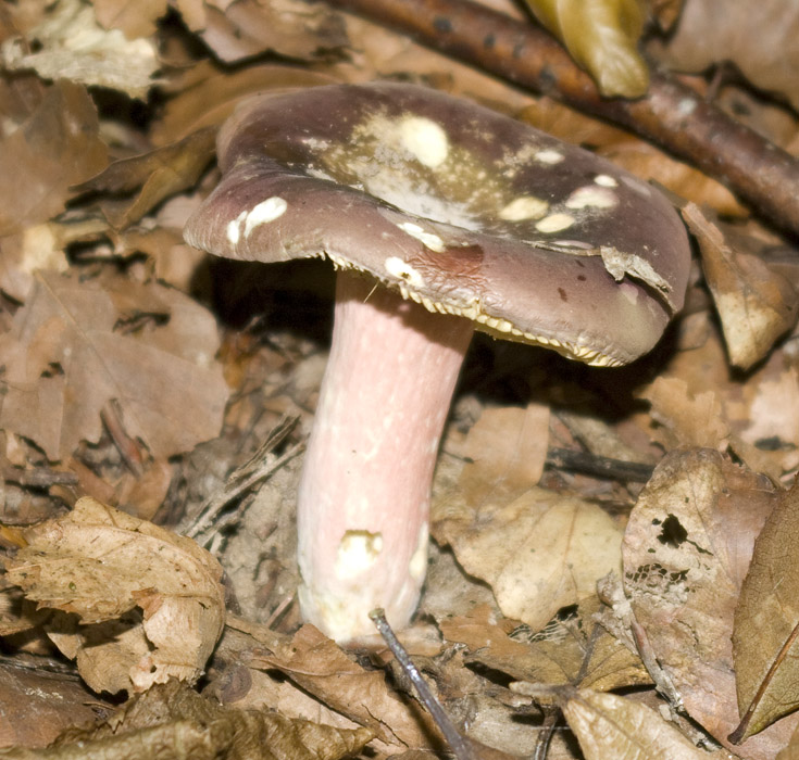 IMGP7634 Täubling.jpg