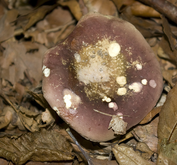 IMGP7635 Täubling hut.jpg