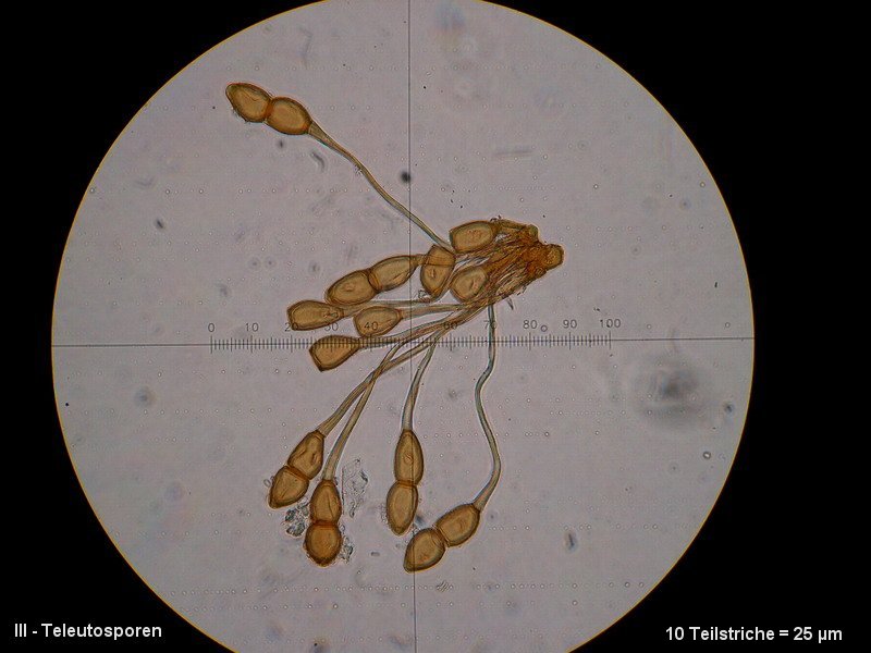 3-Puccinia phragmitis var. phragmitis-III-M2-Phragmites australis.JPG