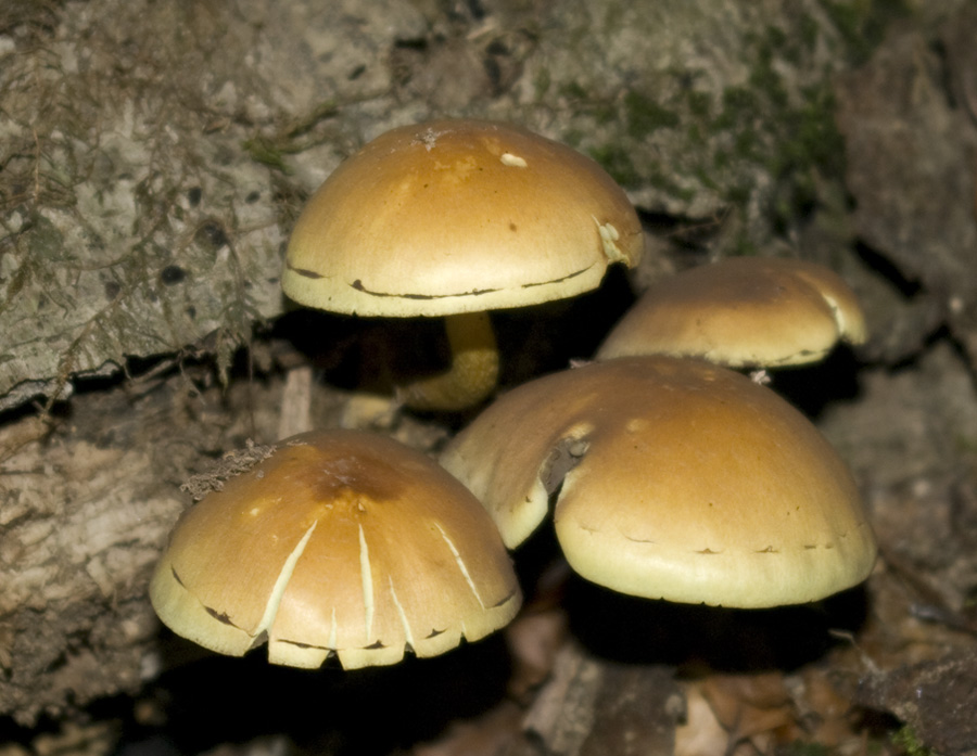 IMGP7636 Holzpilz.jpg