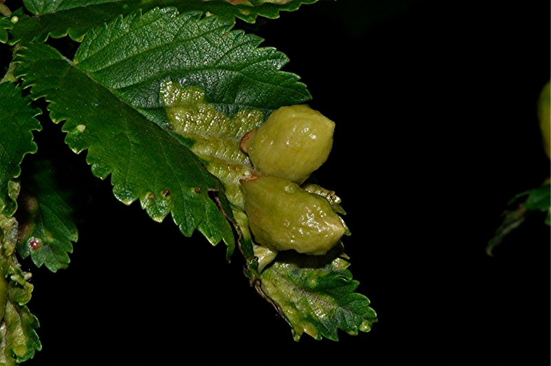 _DSC0523 Ausschnitt, Schärfe, klein.jpg