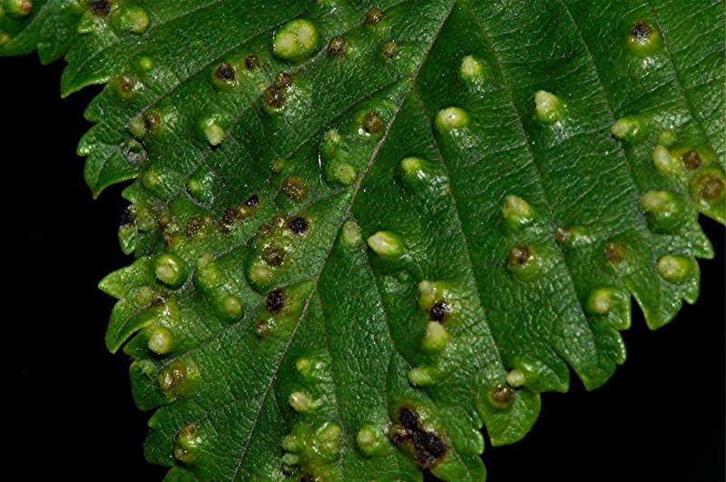 _DSC0524 Schärfe, klein.jpg