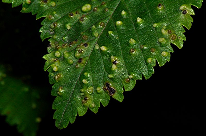 _DSC0526 Ausschnitt, Schärfe, klein.jpg