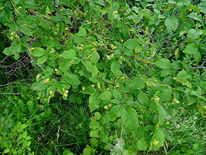 DSC01768 Helligkeit, Schärfe, klein.jpg