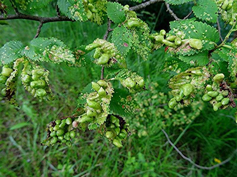 DSC01777 Ausschnitt, Helligkeit, Schärfe, klein.jpg