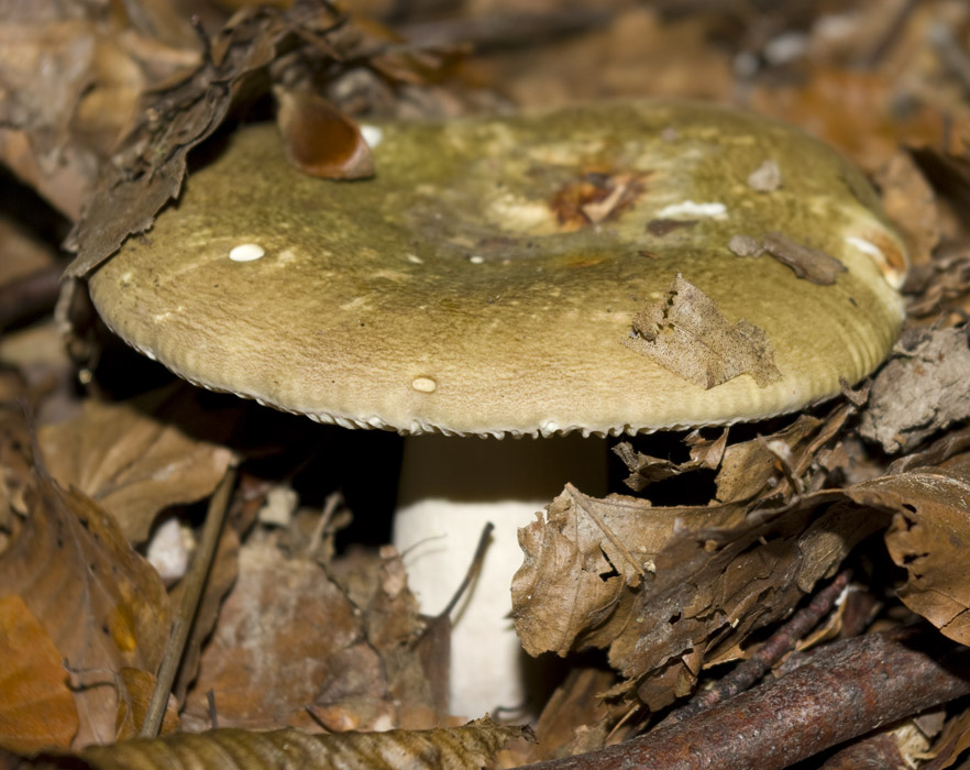 IMGP7637 groß gelb.jpg