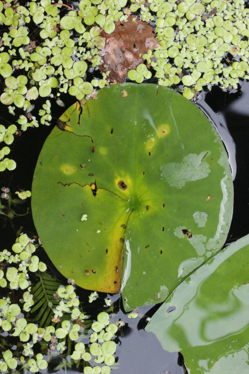 Botanischer Garten Duisburg-0004.jpg