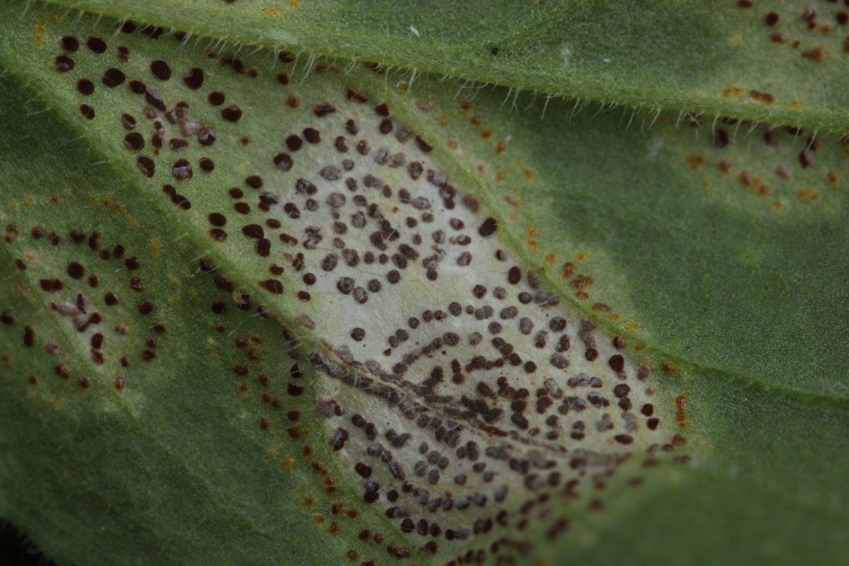 Botanischer Garten Duisburg-0008.jpg