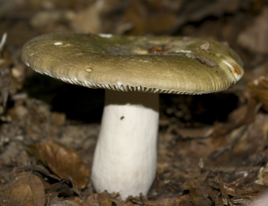 IMGP7638 groß gelb.jpg