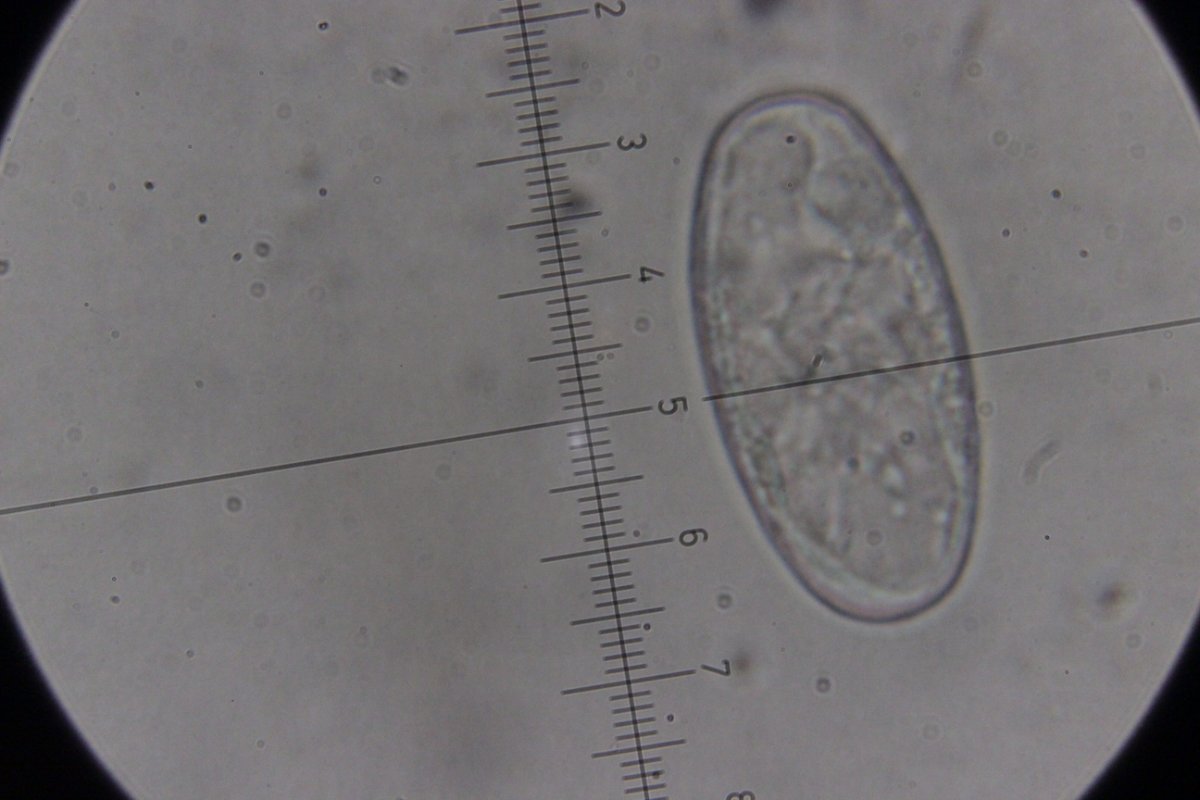 Botanischer Garten Duisburg-0063.jpg