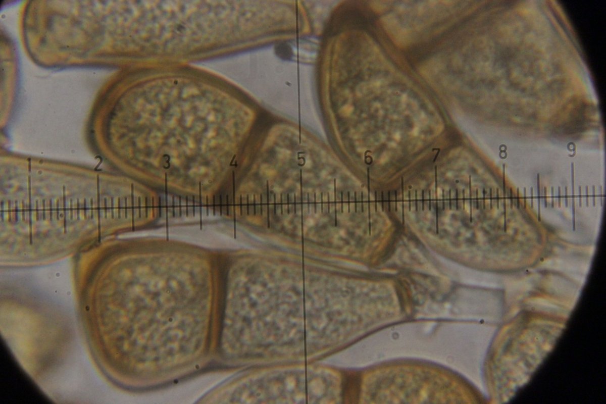 Botanischer Garten Duisburg-0076.jpg