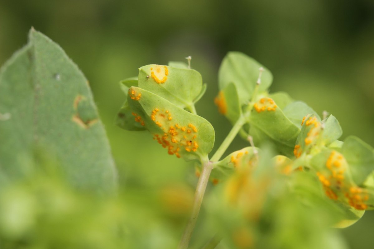 Botanischer Garten Duisburg-0012.jpg