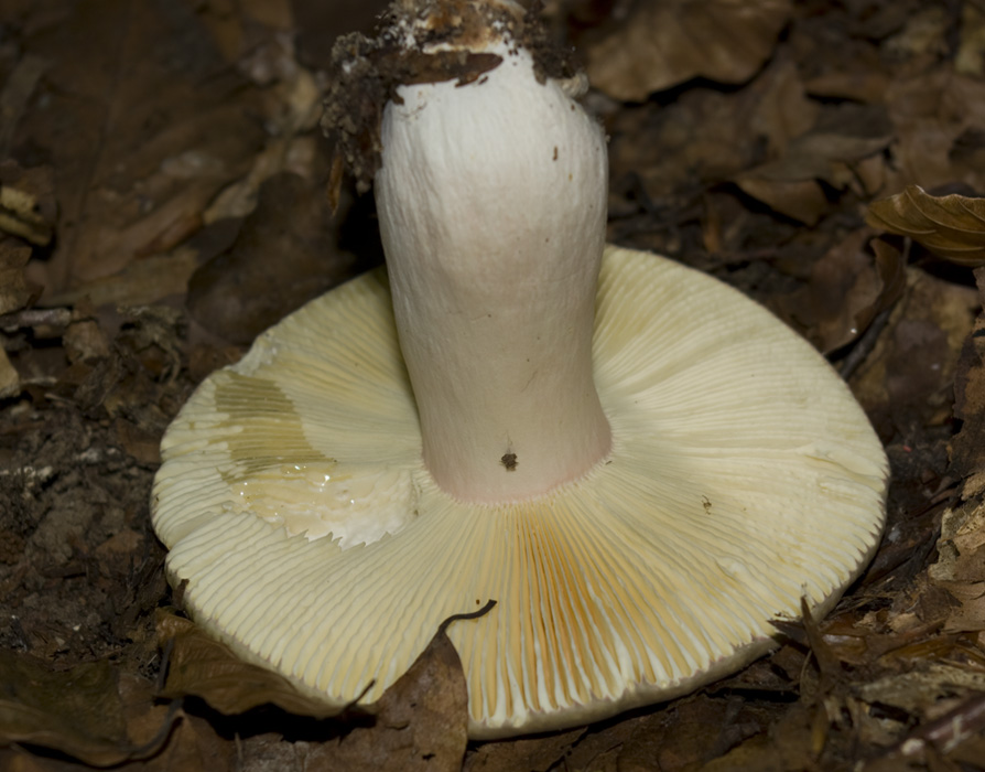 IMGP7639 Groß gelb La.jpg