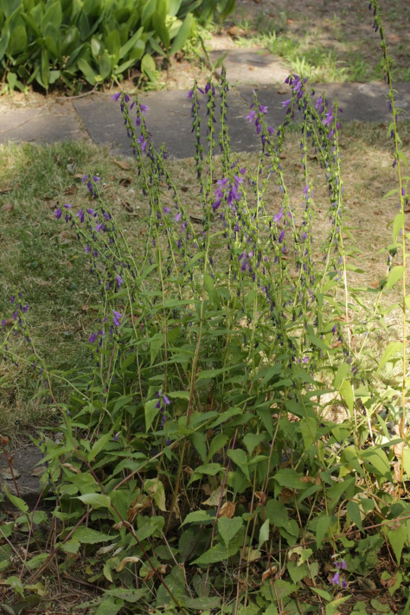 Botanischer Garten Duisburg-0013.jpg