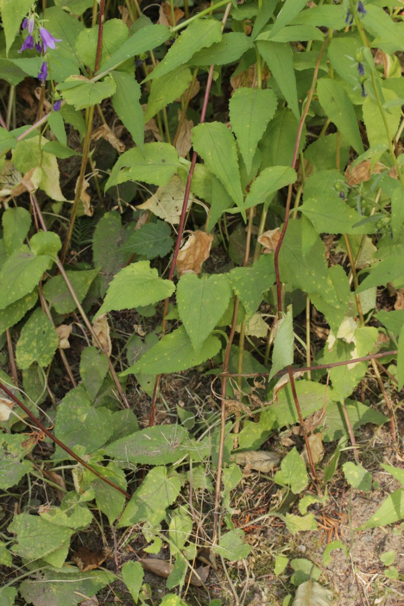 Botanischer Garten Duisburg-0014.jpg