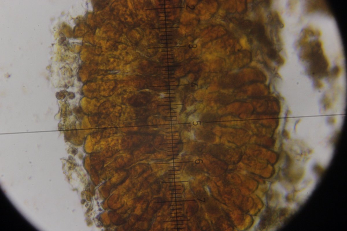 Botanischer Garten Duisburg-0079.jpg