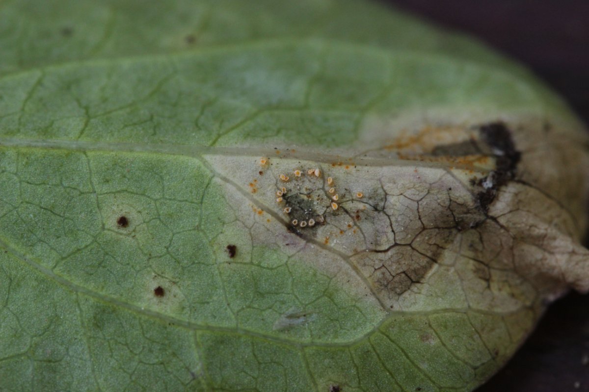 Botanischer Garten Duisburg-0053.jpg