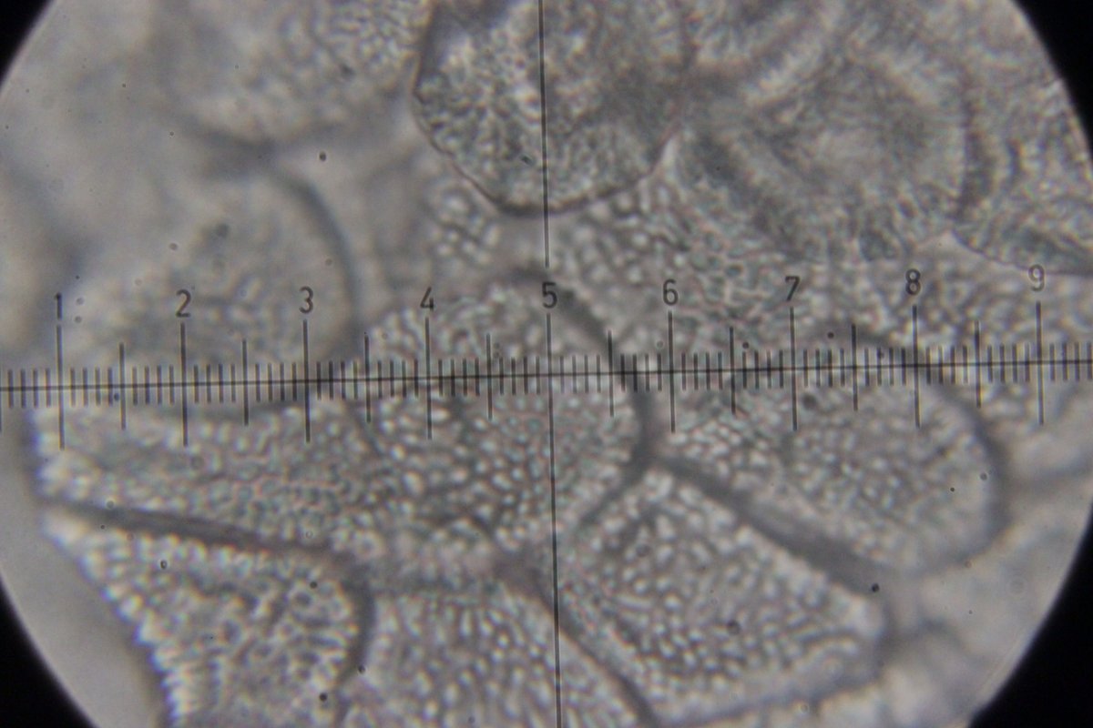 Botanischer Garten Duisburg-0064.jpg