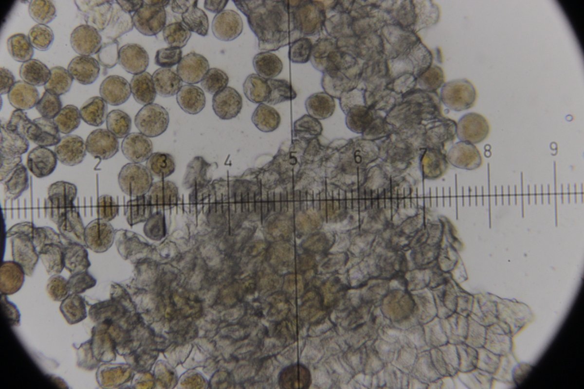 Botanischer Garten Duisburg-0067.jpg