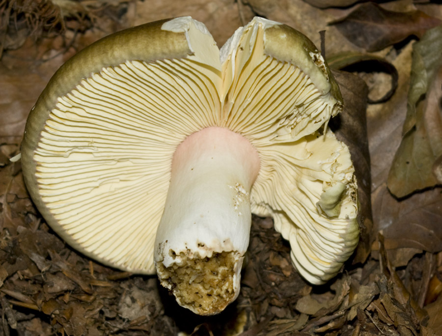 IMGP7641 Braun Lamellen.jpg