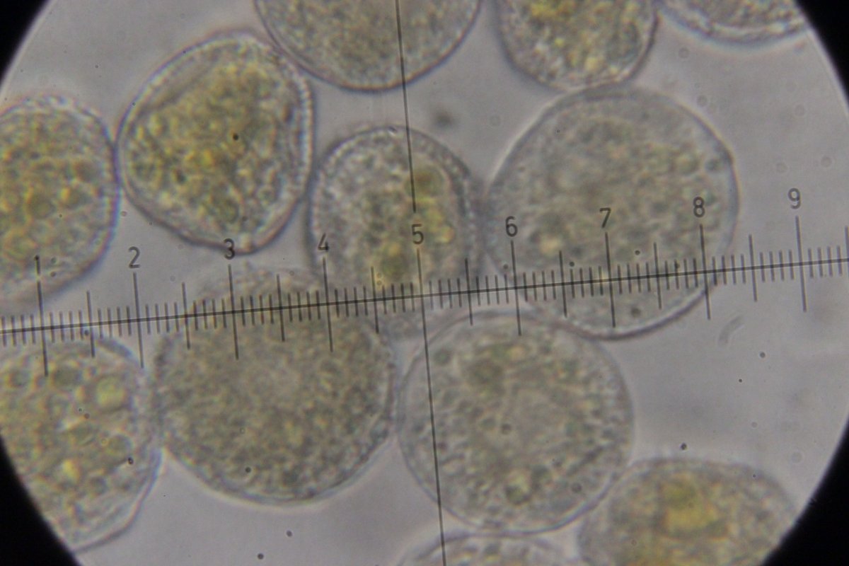 Botanischer Garten Duisburg-0068.jpg