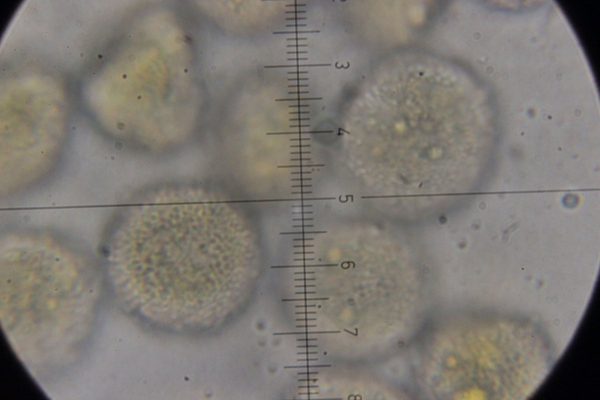 Botanischer Garten Duisburg-0069.jpg