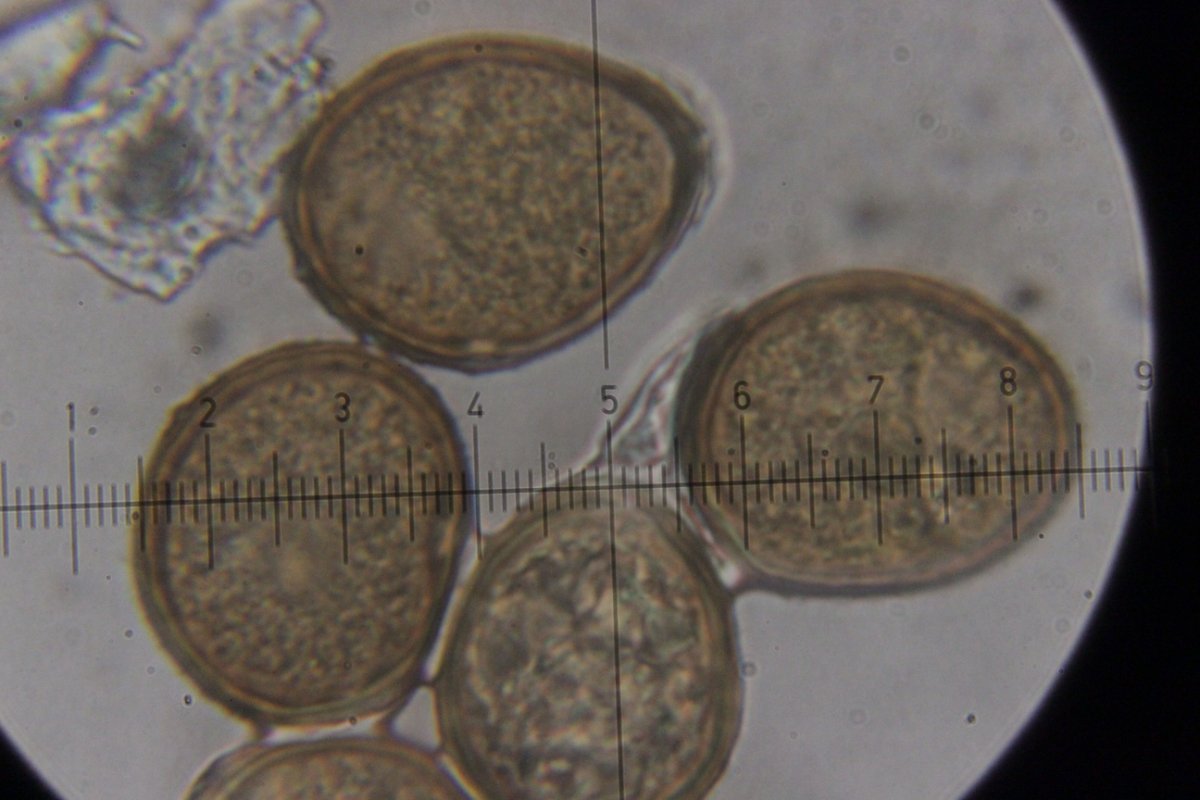 Botanischer Garten Duisburg-0070.jpg