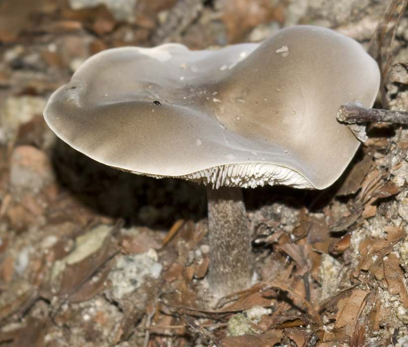 IMGP7644 Graubraun.jpg