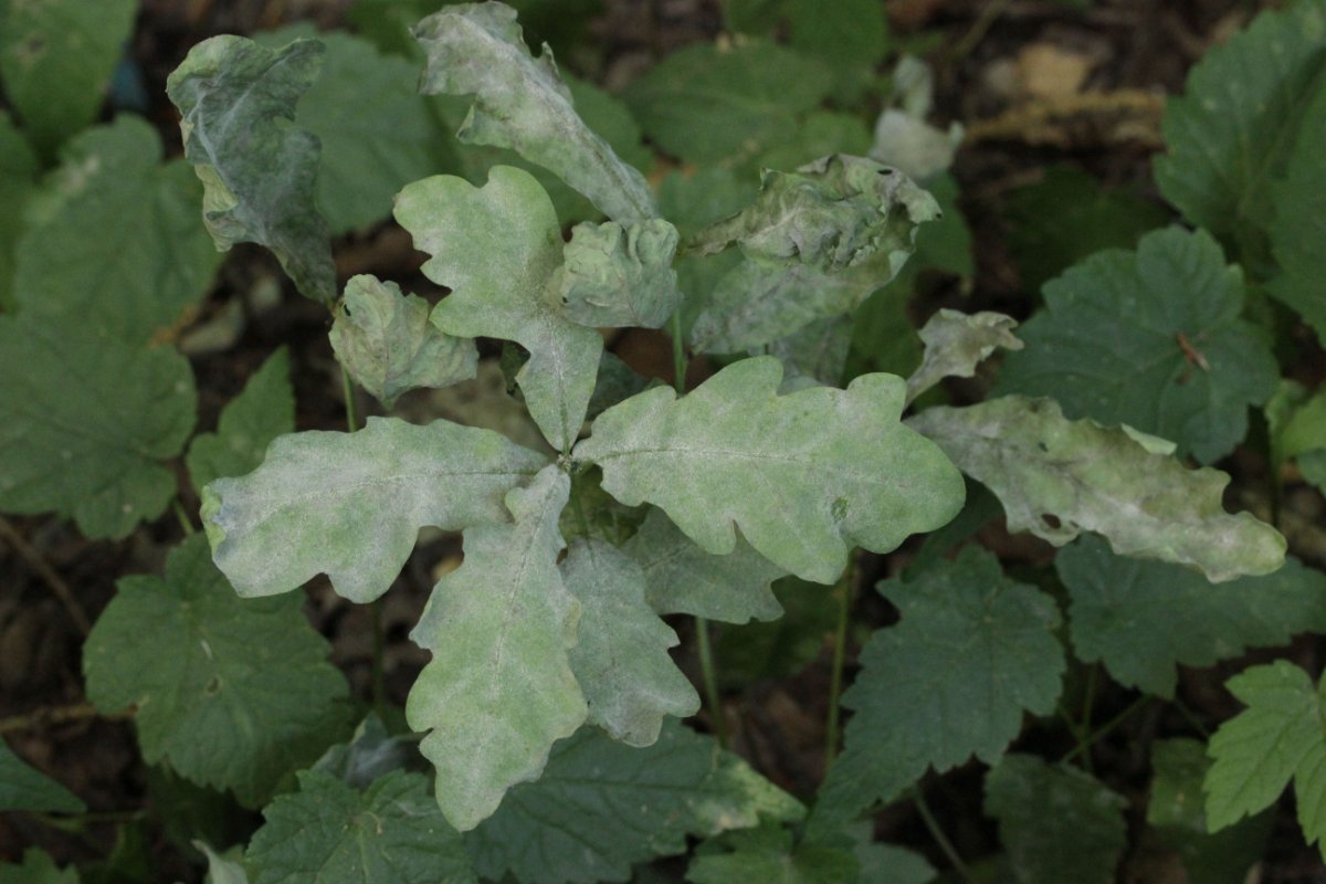 Herten und Hoheward-0005.jpg