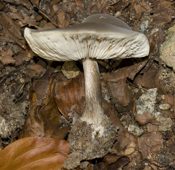 IMGP7646 graubraun Stiel.jpg