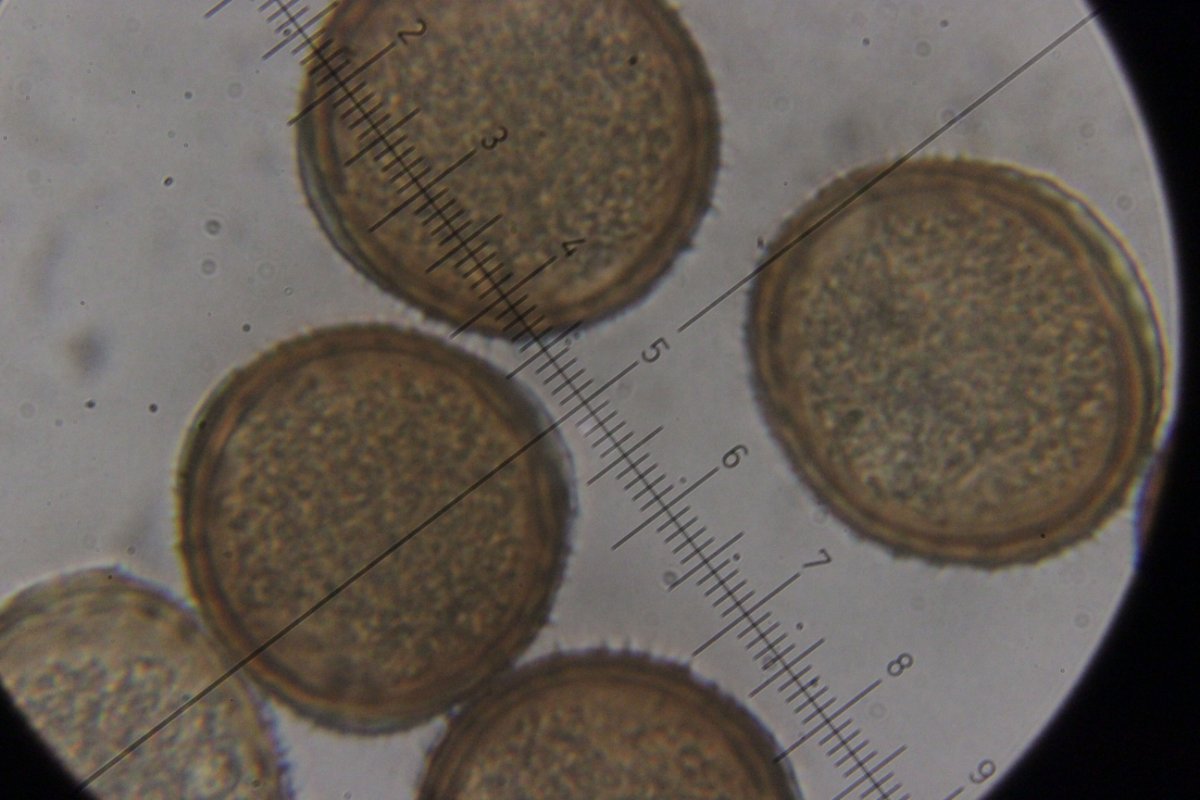 Herten und Hoheward-0127.jpg