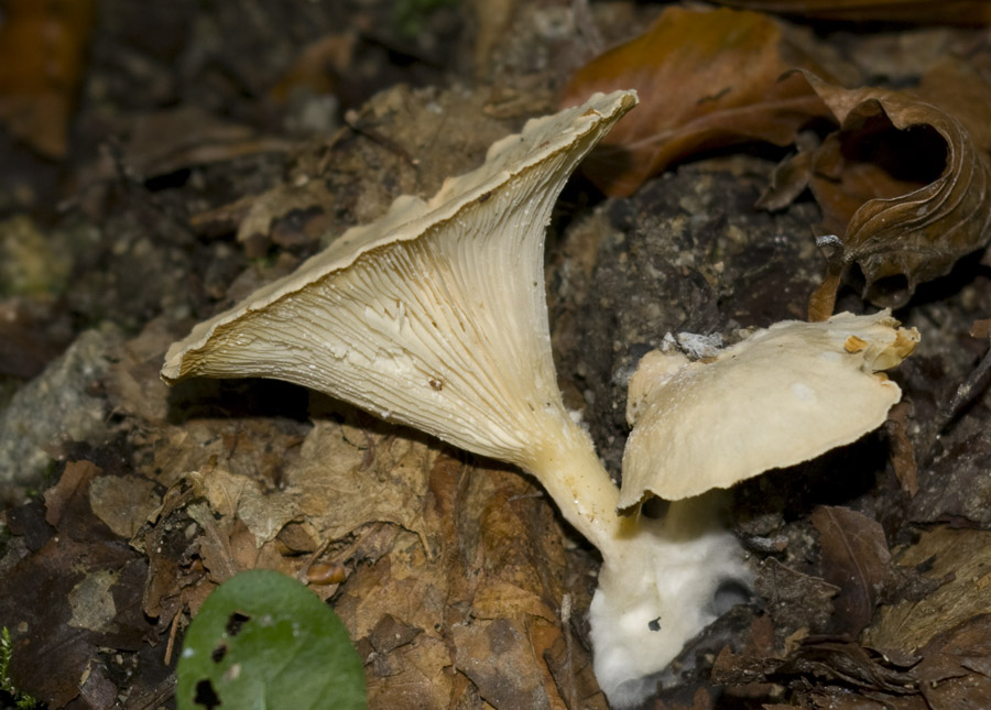 IMGP7647 Trichter gelb.jpg