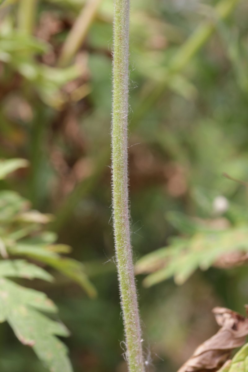 Herten und Hoheward-0019.jpg