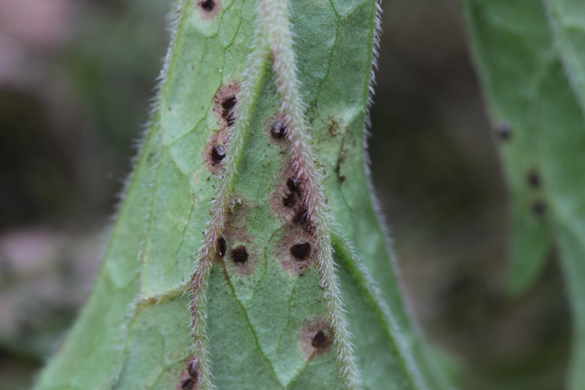 Herten und Hoheward-0023.jpg