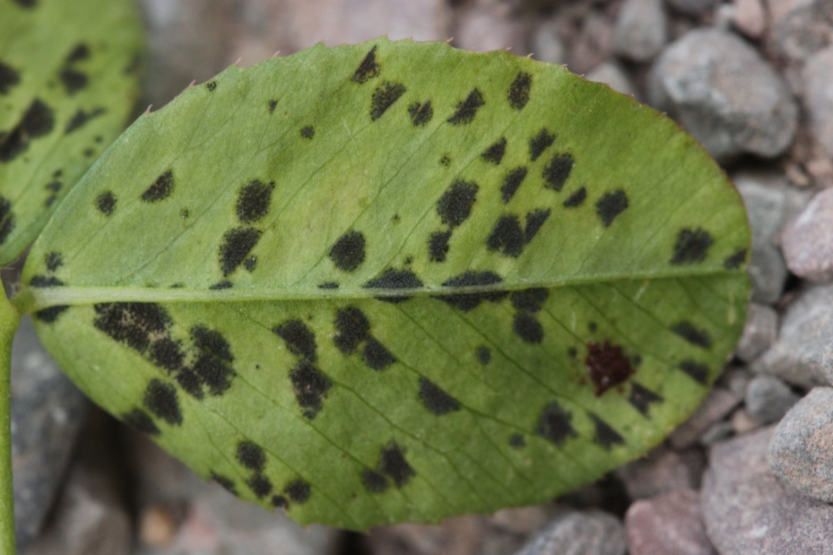 Herten und Hoheward-0043.jpg