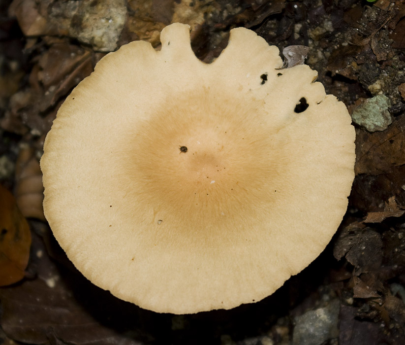 IMGP7648Trichter hut.jpg