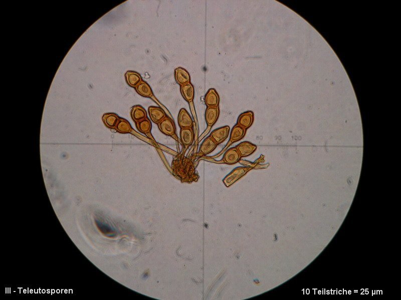 3-Puccinia phragmitis var. phragmitis-III-M3-Phragmites australis.JPG