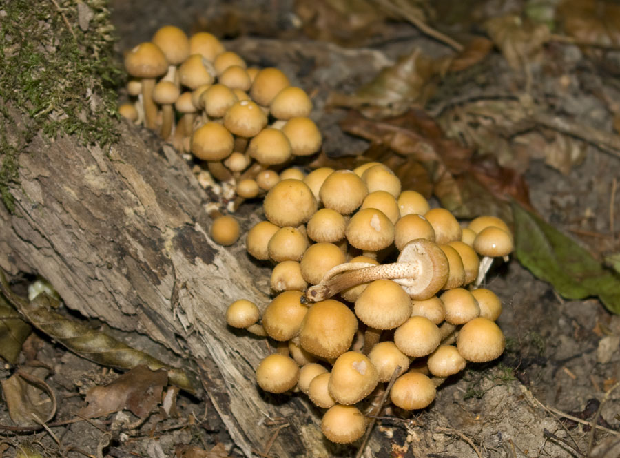 IMGP7649 Stockschwämmchen.jpg