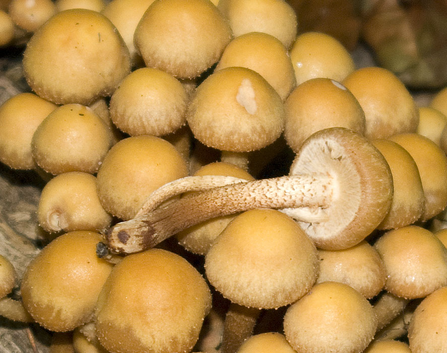 IMGP7649 Stockschwämmchen 2.jpg