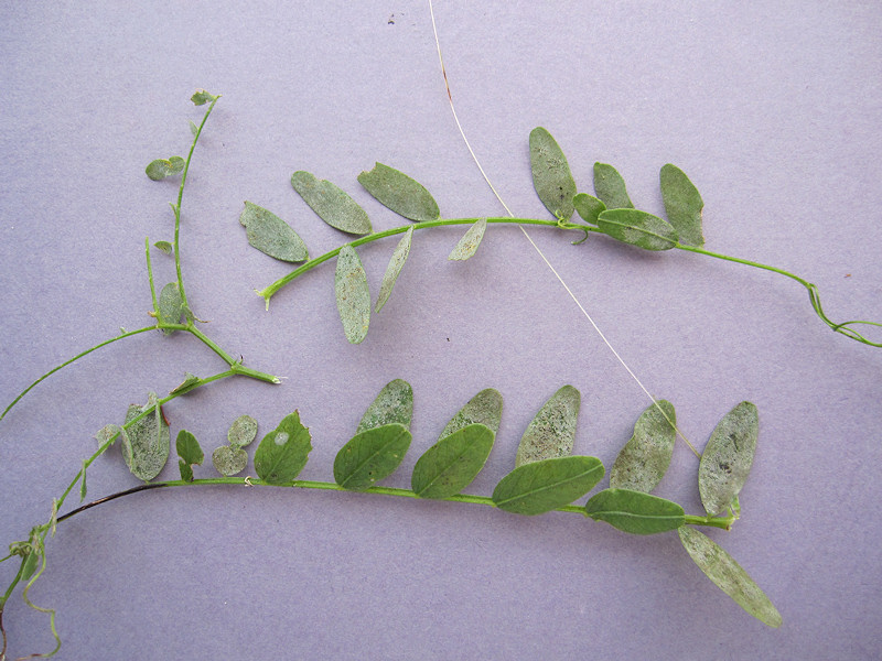 Erysiphe_pisi_02.JPG