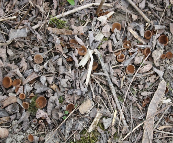 sclerotinia tuberosa1.jpg