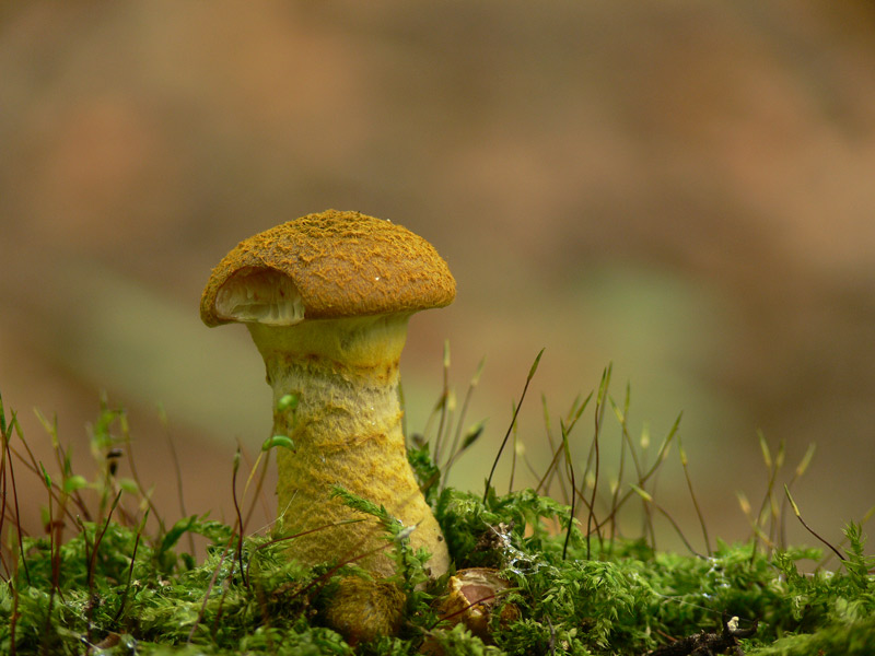 Armillaria_mellea_2009-032.jpg