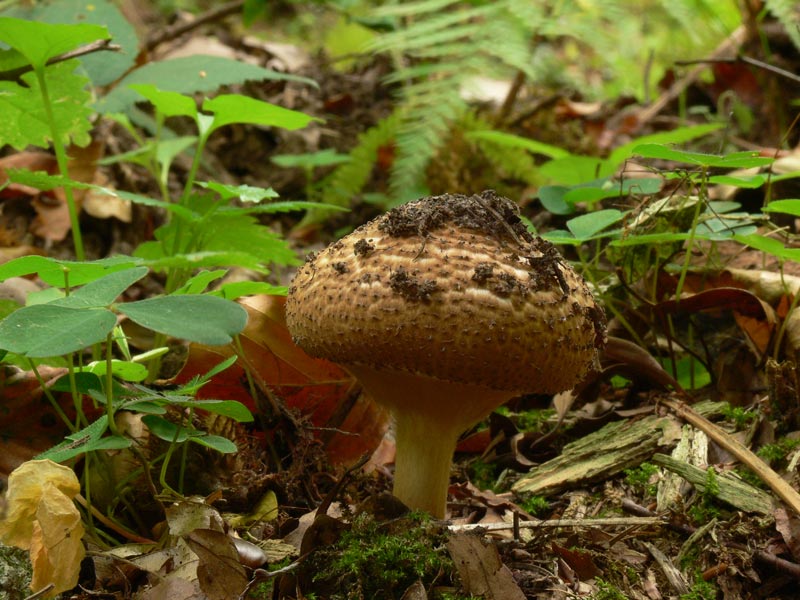 Lepiota_aspera_034.jpg