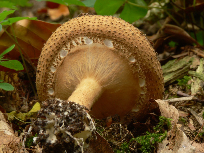 Lepiota_aspera_035.jpg