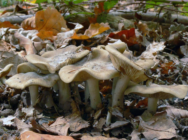 Lyophyllum_decastes_041.jpg