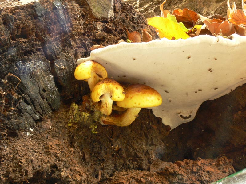 Pholiota_spec_2009-044.jpg