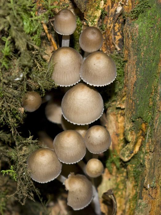 IMGP7643  Mycena epiipterygia f.jpg