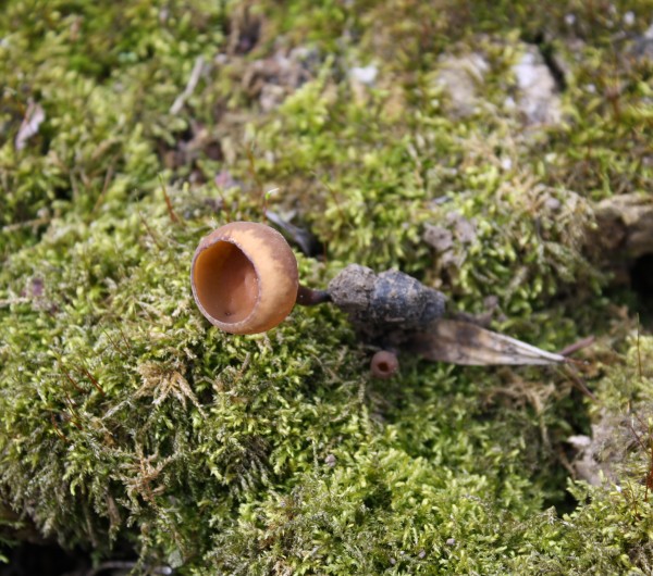 sclerotinia tuberosa2.jpg