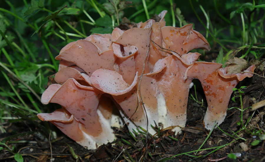 IMGP7373 Tremiscus helvelloides.jpg