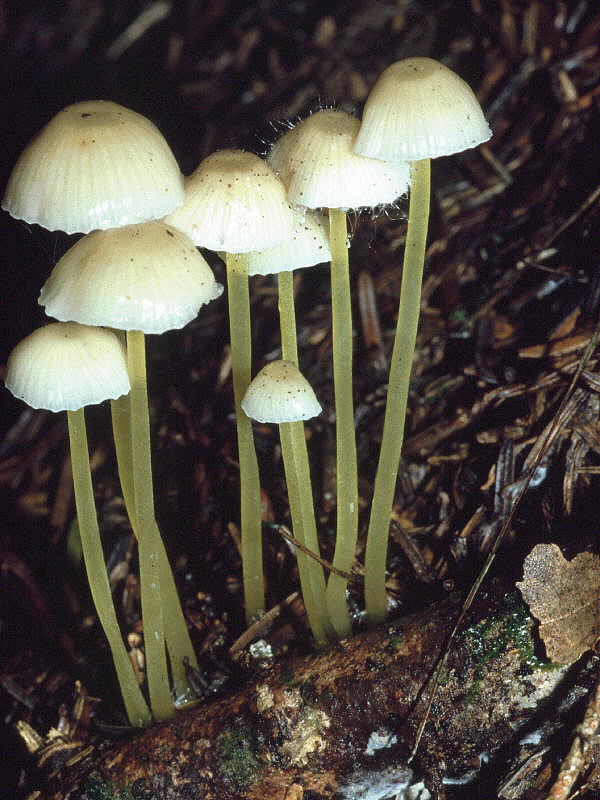 Mycena_epipterygia_1Dia_02_445_gs.jpg